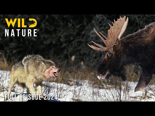 HARSH ALASKA | The Survival Struggle of Wildlife | Animal documentary