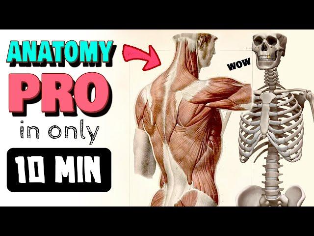  FULL BODY ANATOMY CRASH COURSE (for artists)