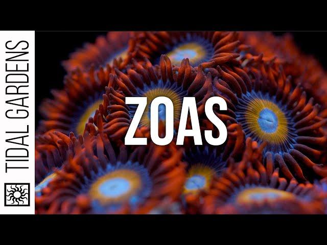 Zoanthus Coral Care Tips