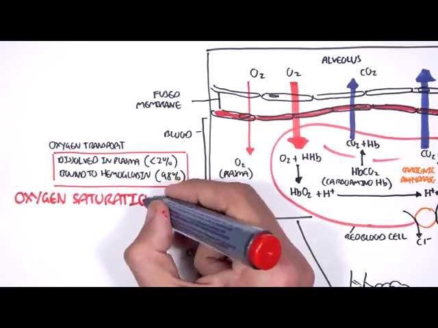 Respiration Gas Exchange