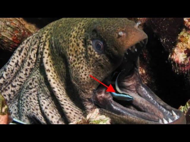 MUST WATCH World's Dramatic And Fascinating Battles Of Moray Eels 2021.