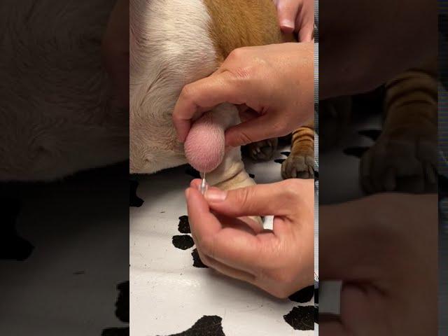 Lipoma in Dogs: Fine Needle Aspiration by a Veterinarian