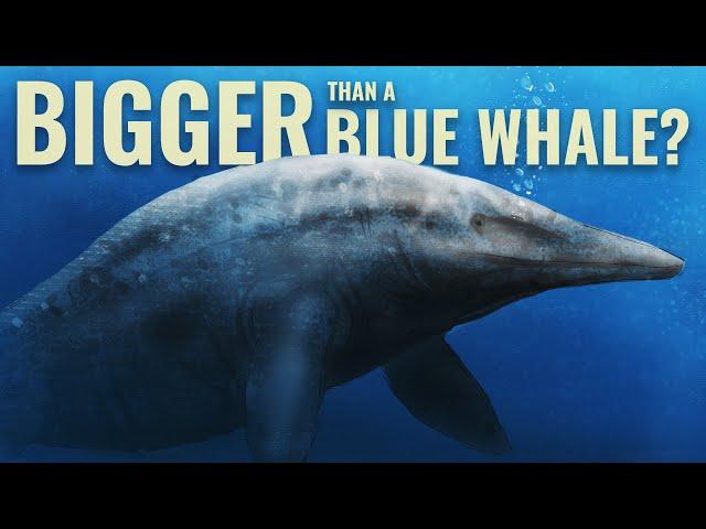 The Blue Whale Might Not Be The Biggest Animal That Ever Lived