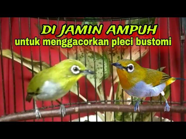 Pleci Gacor || Pleci Ngecir + Ngeriwik Sambung Ngalas Paling Ampuh