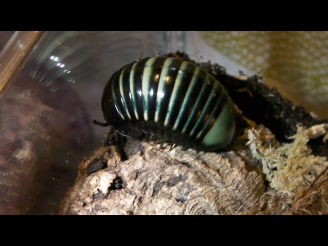 Giant Green Millipedes!!