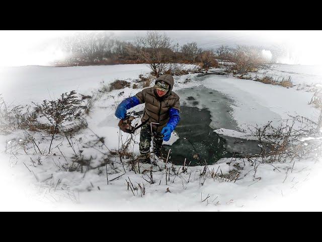 How to TRAP Muskrats in a Farm Pond & Creek!