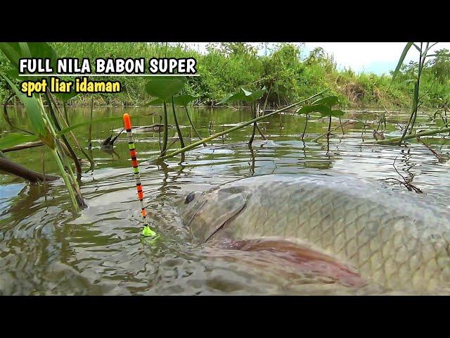 Awas jiwa mancing mu bergetar melihat ini..!! mancing liar full nila babon super ganas