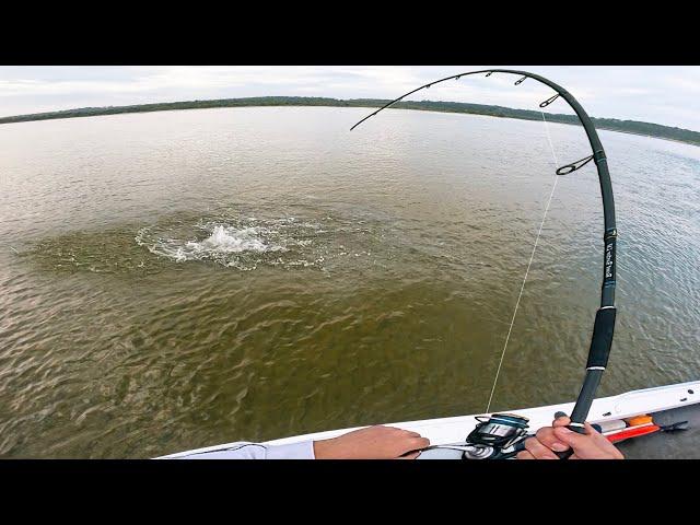 Monster Flathead in Ultra-Shallow Water!