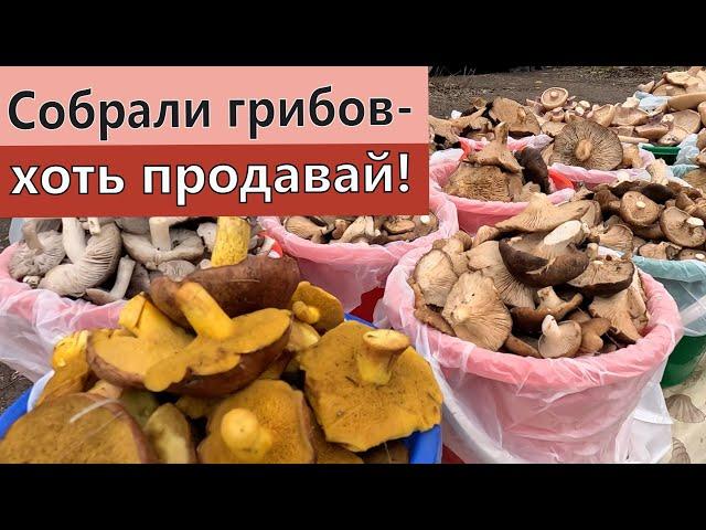 Грибное место в Белогорском районе, Крым. Накосили полный багажник!