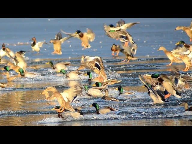 Mallard ducks flying into lake
