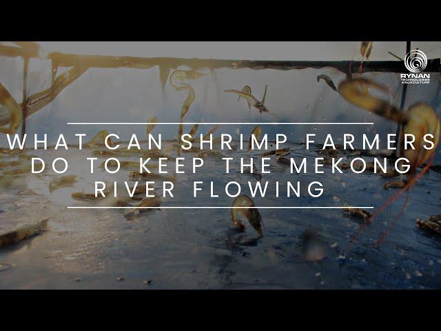 RYNAN Aquaculture Webisode 3: What Can Shrimp Farmers Do To Keep the Mekong River Flowing?