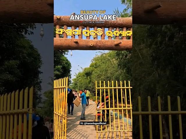 Beauty of Ansupa Lake  #cuttack #odisha #ansupa #touristplace #shorts #shortsvideo #shortsfeed