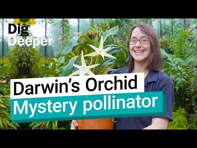 Darwin's Orchid: What pollinates this unusual flower? | Dig Deeper S1 Ep3 | Kew