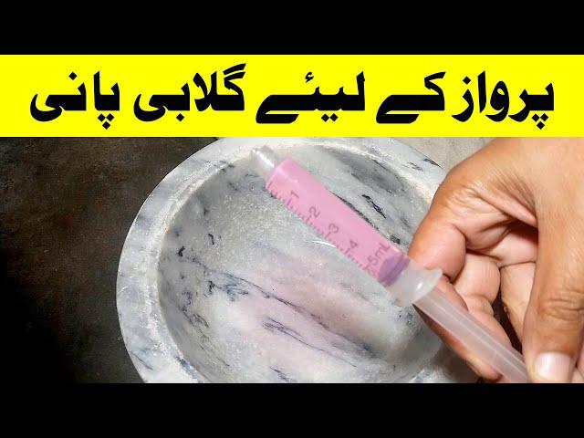 گلابی پانی بنانے کا طریقہ l Parwaz k liye Gulabi Pani | Kabootar ka Parwazi nuskha By Hamid Ali