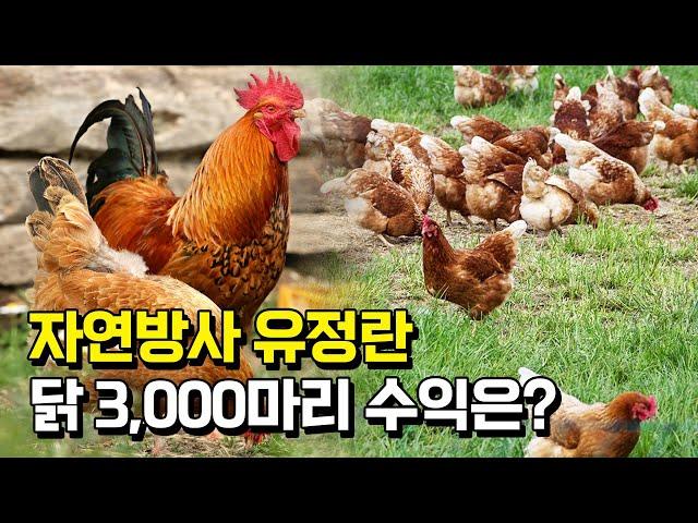 [1부] 자연방목으로 닭 3000마리, 소 60마리 키우면 수익은?