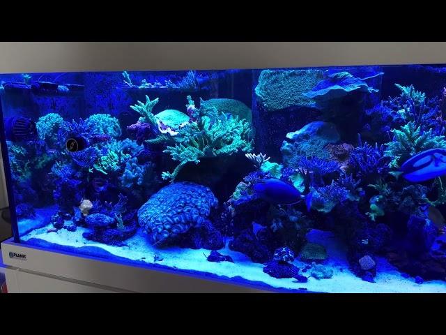 @AmericanReefChannel @BRStv @EcoTechMarineUS @PLANET AQUARIUMS