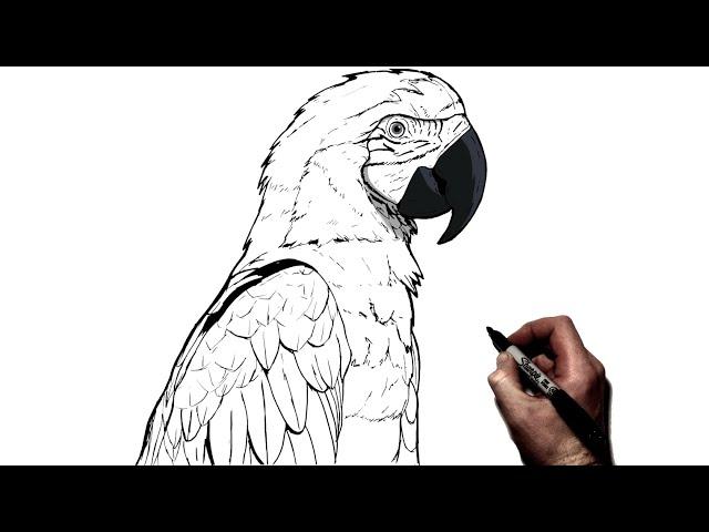 How To Draw A Parrot | Step By Step