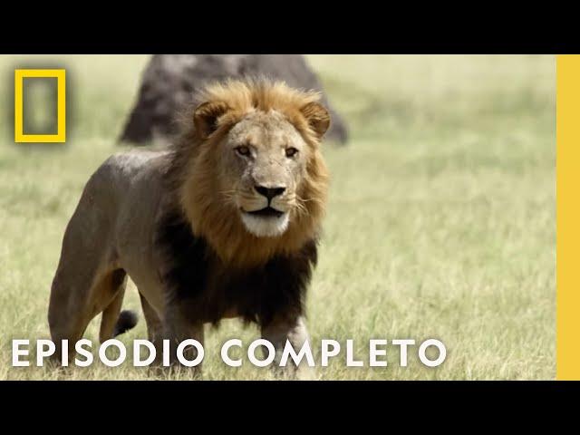 Rivalidades en el Imperio Salvaje | Reino Salvaje | Nat Geo en Español