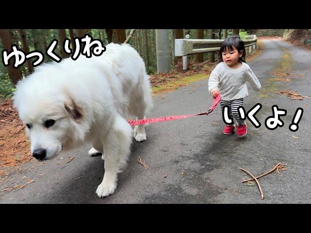 【ついに！】超大型犬のお散歩を完全にマスターした１歳児が凄すぎました…！｜グレートピレニーズ&オールドイングリッシュシープドッグ&トイプードル