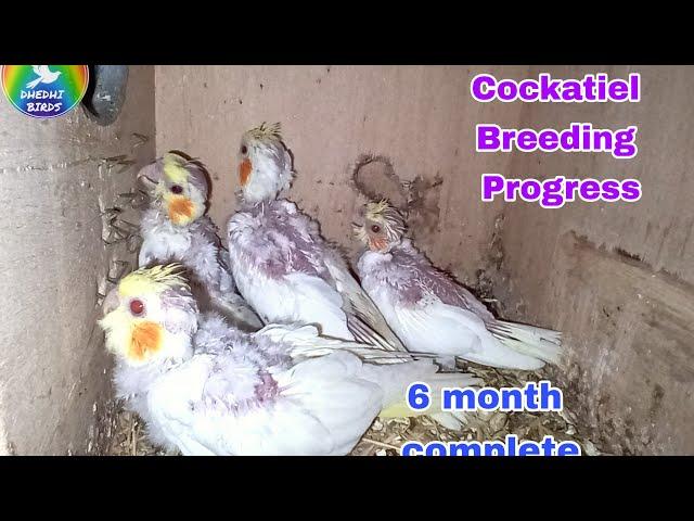 Cockatiel Breeding Progress 26the week| Dhedhi Birds