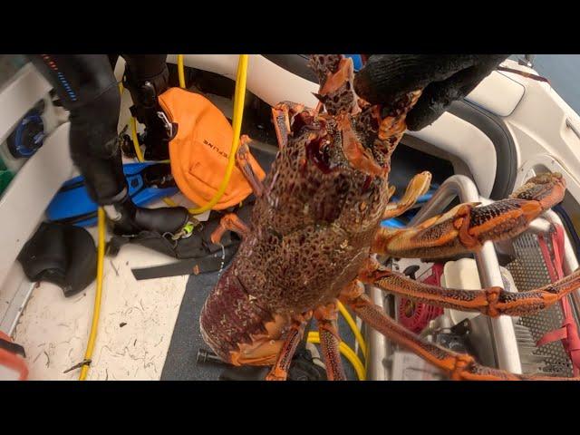 Monster 3.5kg Crayfish - Apollo Bay Diving