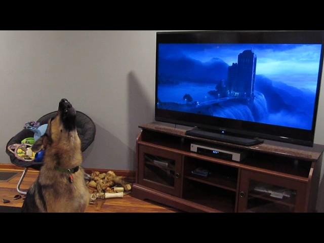 German shepherd howling with wolves from Zootopia