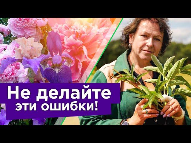 ПИОНЫ И ИРИСЫ ОТЦВЕЛИ: ЧТО ДЕЛАТЬ ДАЛЬШЕ? Обрезка, подкормка и подготовка к зиме