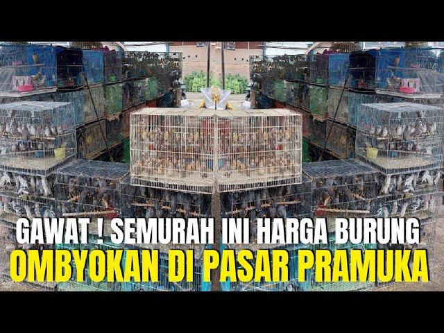 GAWAT ! SEMURAH INI ? HARGA BURUNG OMBYOKAN DI PASAR BURUNG PRAMUKA