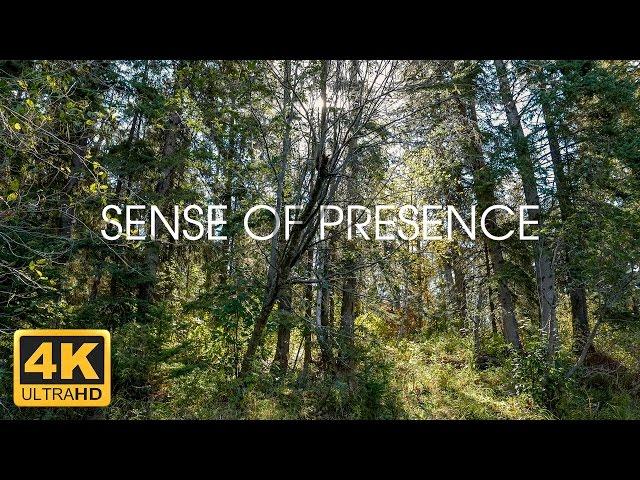 Rustling Leaves & Forest Wind 4K Relaxation Nature White Noise