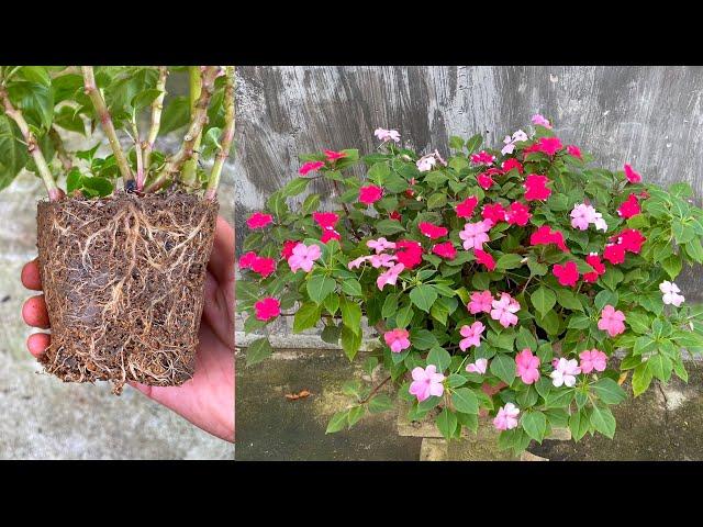 Hyacinth flower propagation by branches | How to grow Impatiens (Busy Lizzie)