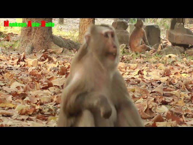 Asia Monkey Daily,How To See Bronco Vs Mom Cara Old Monkey Doing !