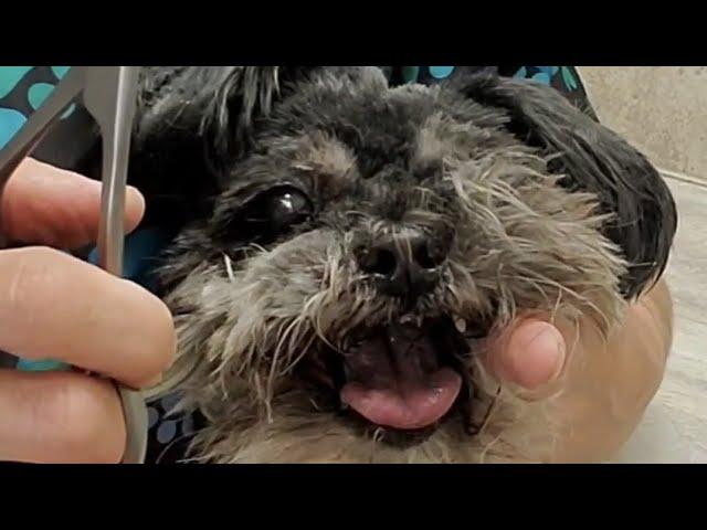 Difficult Doggie Groom; Senior Shih-Tzu/Yorkie (Yorkshire terrier), fidgety with face, feet & legs