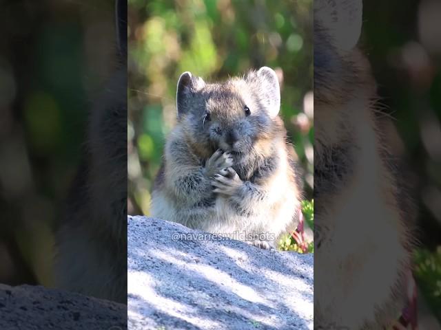 Pika putting its face on 