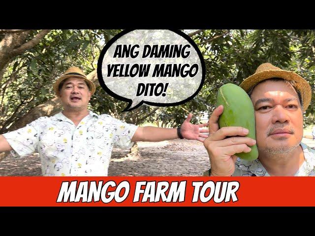 OUR MANGO FARM TOUR