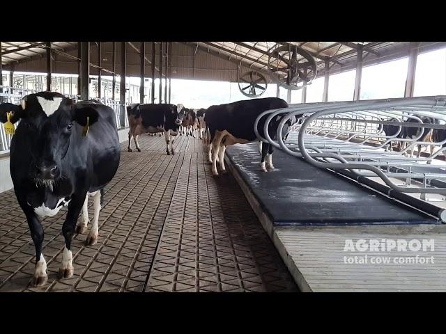 Happy cows on the Comfortmat Z 20/0 dairy rubber flooring & Agriflex Cow mattress - Agriprom Asia