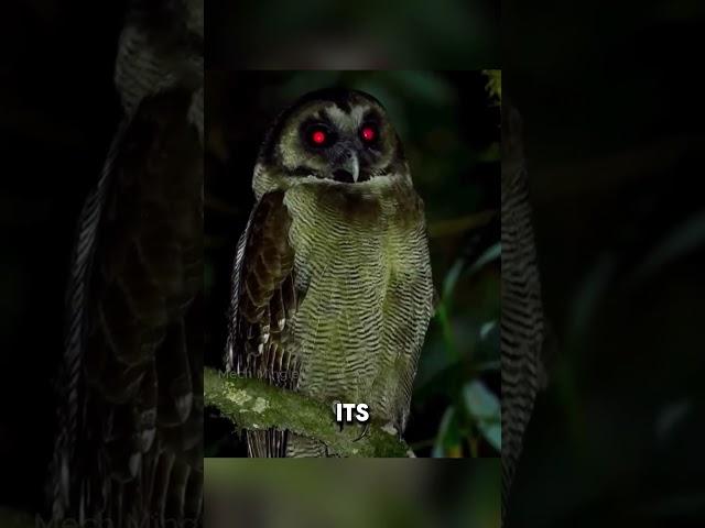 Why Are Birds Afraid of Owls?