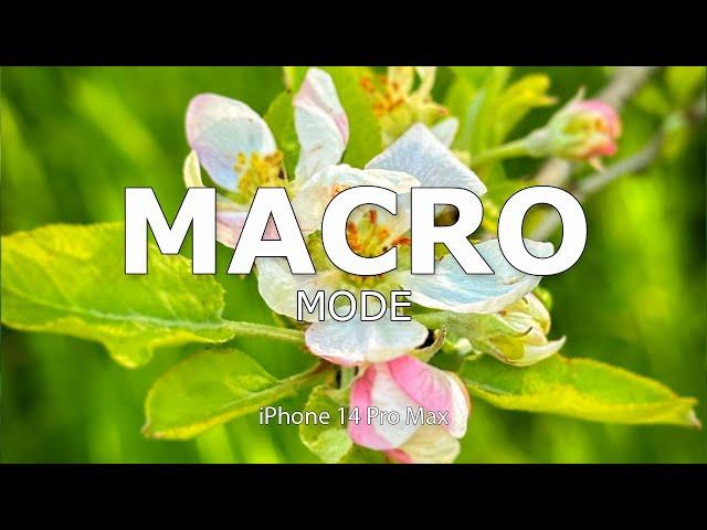 iPhone 14 Pro Max How You Should REALLY Take MACRO Shots!