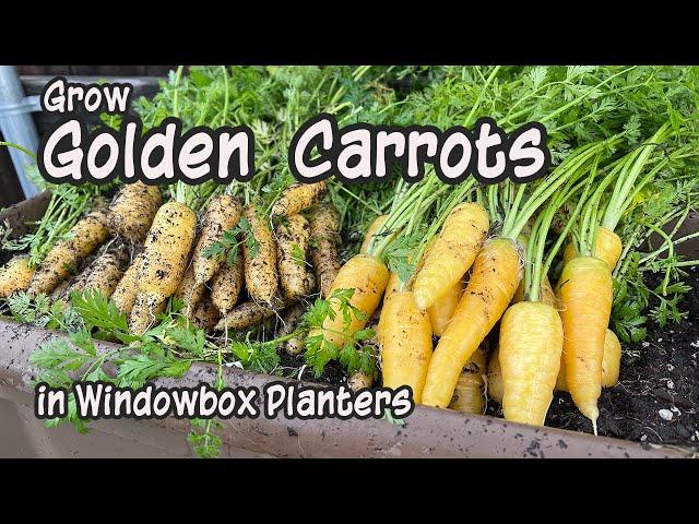 How to Grow Golden Carrots in Containers - in Window Box Planters