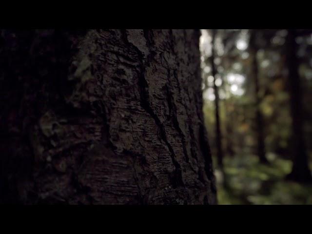 Cinematic Trees Forest Nature [No Copyright video]