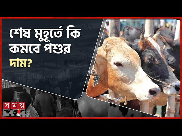 কেমন ছিল ছুটির দিনে পশুর হাট? | Qurbani Cow Haat | Cattle Market | Dhaka | Somoy TV