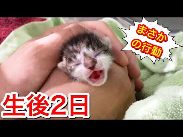 生後２日の赤ちゃん子猫がまさかの行動に...【保護猫】