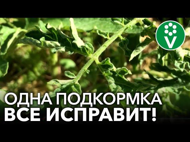 СКРУЧИВАЮТСЯ ЛИСТЬЯ У ТОМАТОВ? Помогите им быстро и эффективно!