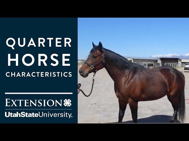 Quarter Horse Characteristics