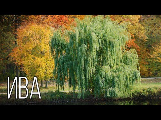 Willow: Symbol of spring | Interesting facts about willow