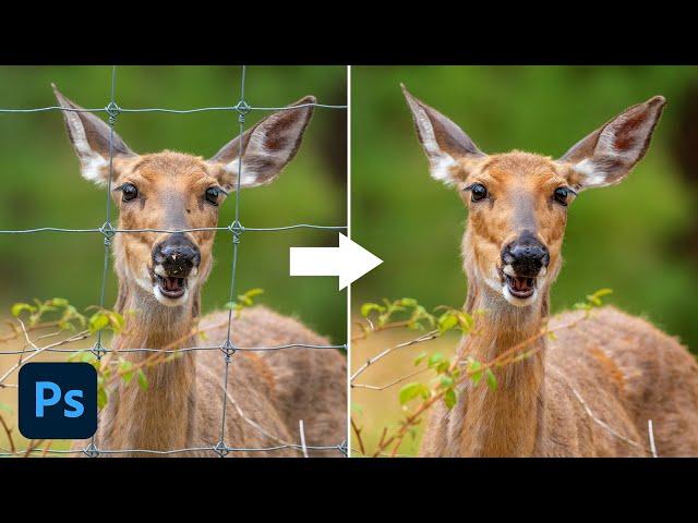 2 Layers To Remove Fence in Photoshop + PSD File