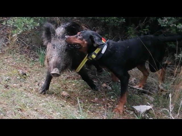 Köpekler Domuz'u CANLI Yakaladı--YABAN DOMUZ AVI/Wild boar hunt dogs caught alive