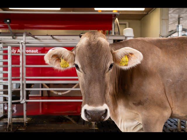 The milking process of the Lely Astronaut A5 - EN