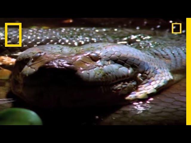 Anaconda Hunts the World's Largest Rodent | National Geographic