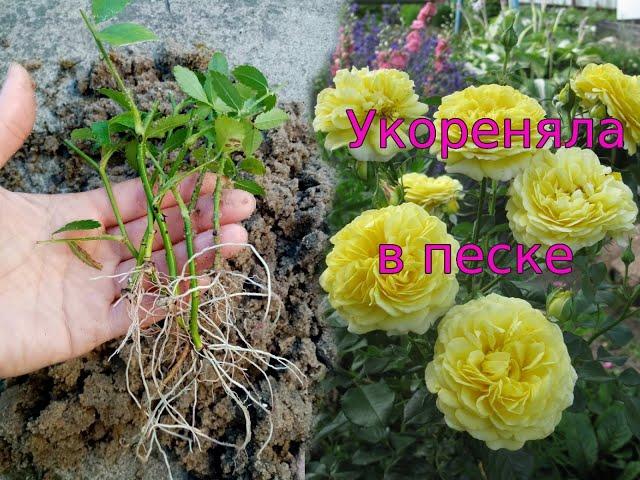 Cuttings of roses take root perfectly in the sand.