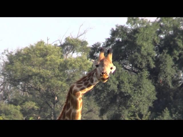 Giraffe with bent neck - first time seen in the wild